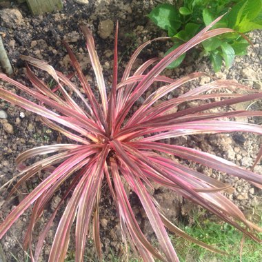 Hawaiian Ti Plant 'John Klass Red'