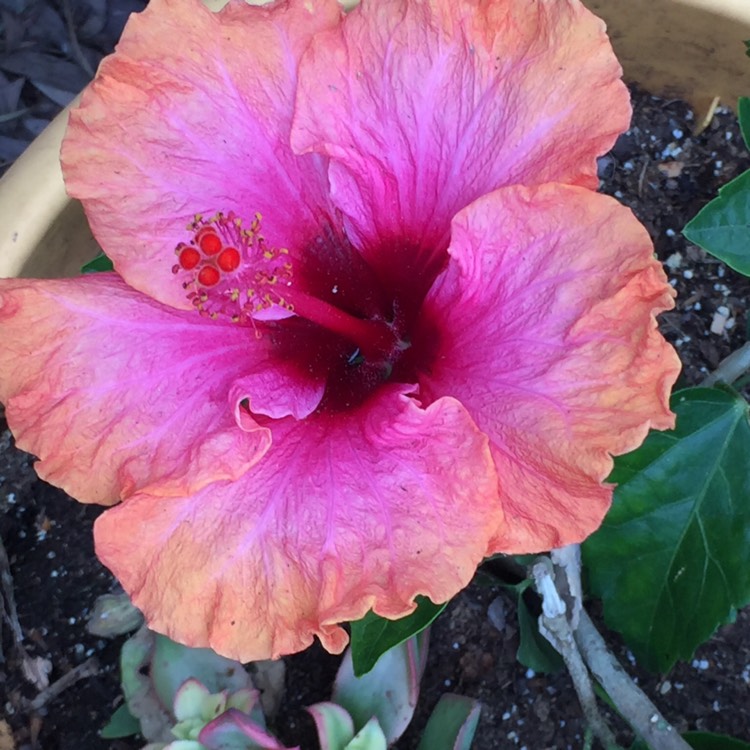 Plant image Hibiscus rosa-sinensis 'Black Dragon'