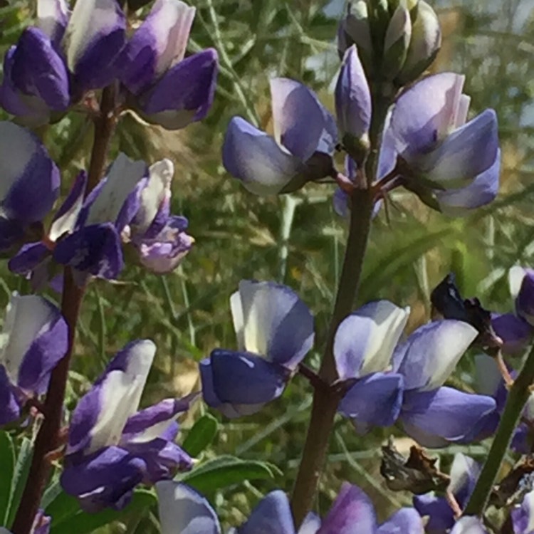 Plant image Lupinus argenteus