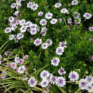 African Daisy