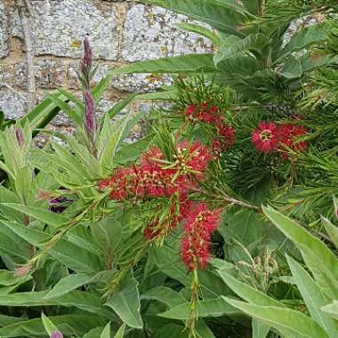 Bottlebrush