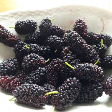 Mulberry