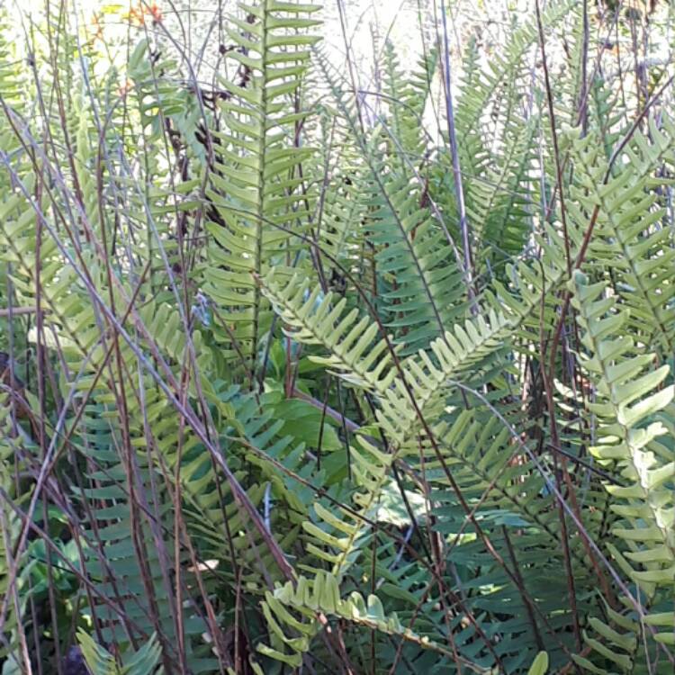 Plant image Polystichum Munitum