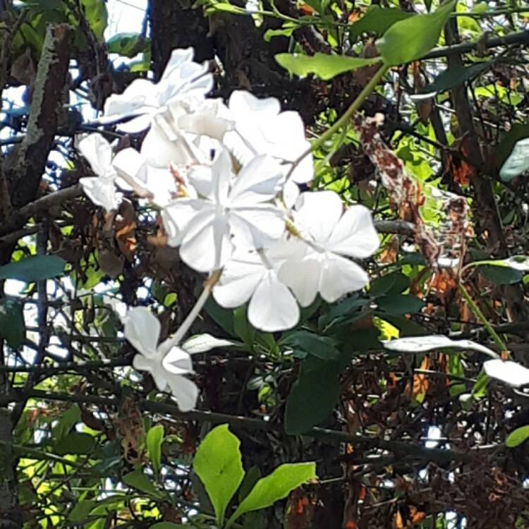 Plant image Plumbago auriculata f. alba syn. Plumbago auriculata var. alba, Plumbago capensis alba, Plumbago capensis 'Alba'