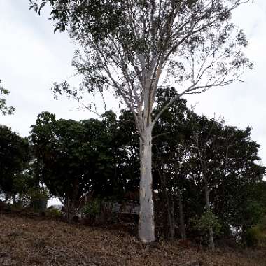 Corymbia aparrerinja syn. Eucalyptus papuana var. aparrerinja