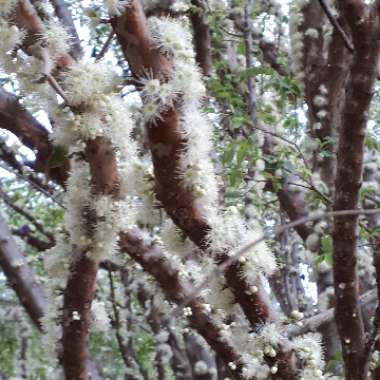 Myrciaria cauliflora