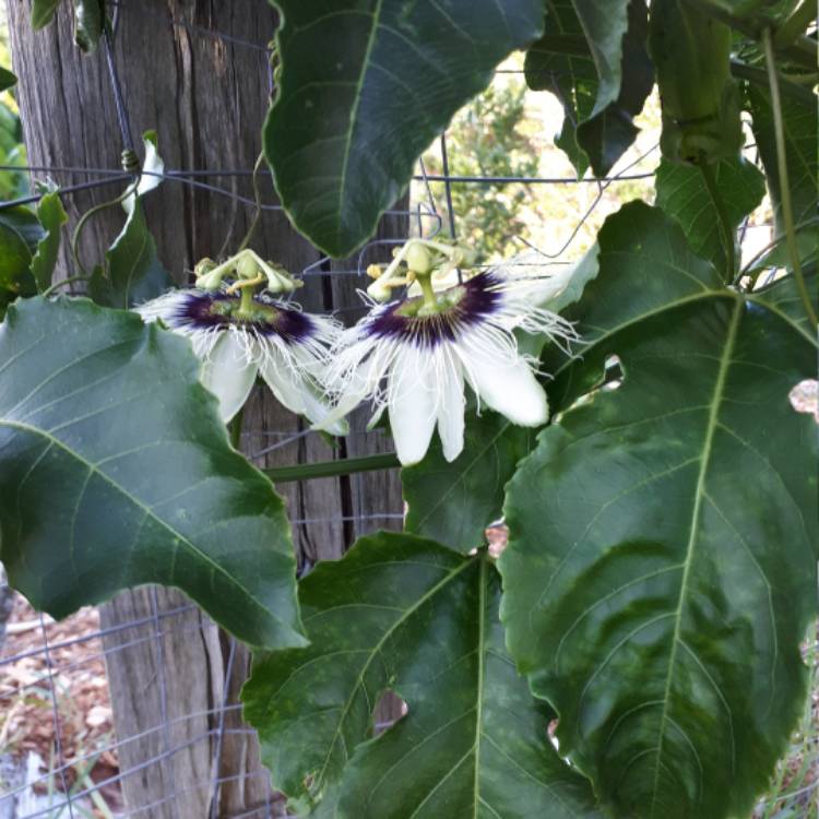 Plant image Passiflora edulis 'Panama Red'