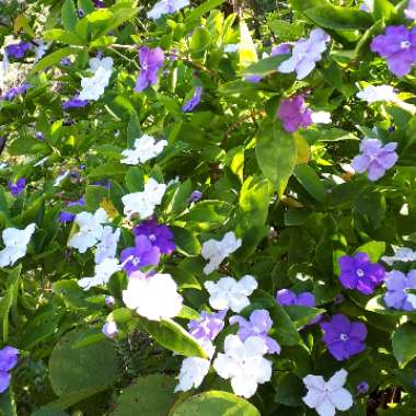 Brunfelsia Bonodora