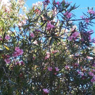 Nerium oleander