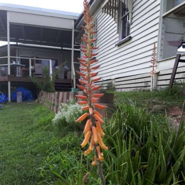 Aloe barbadensis syn. Aloe Vera