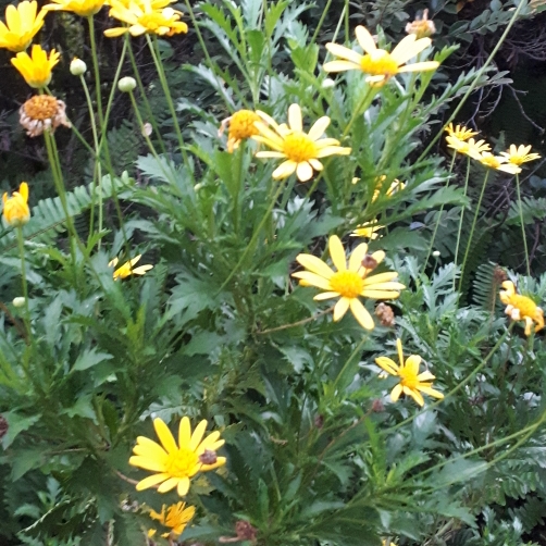 Plant image Euryops 'Jamaica Sunshine'