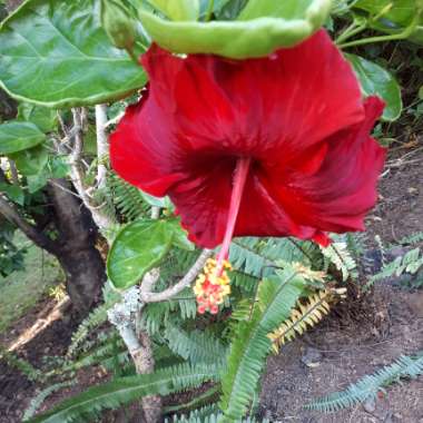 Hibiscus rosa-sinensis