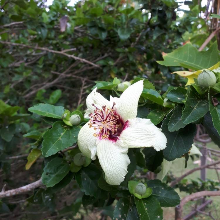 Plant image Hibiscus insularis