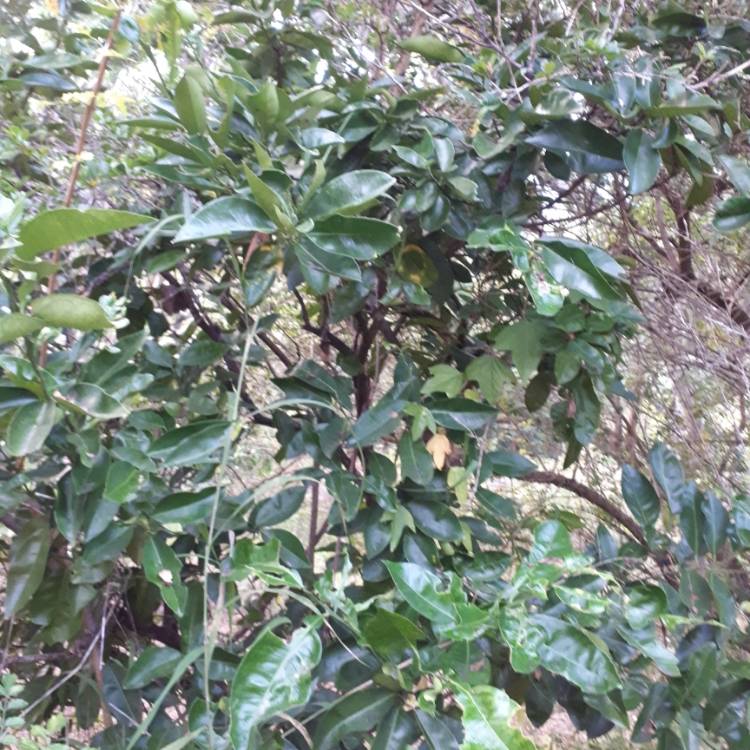 Plant image Citrus maxima