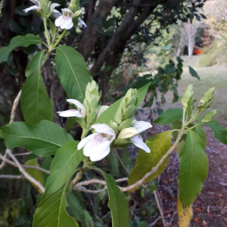 Plant image Justicia adhatoda