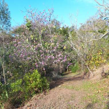 Bauhinia Purpurea (Phanera purpurea)