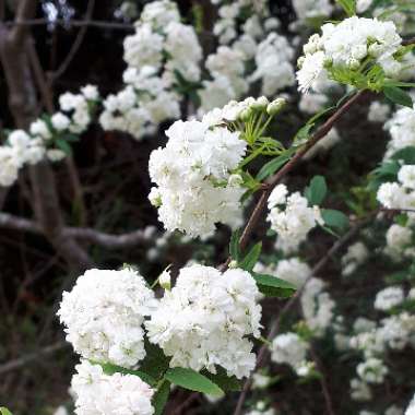 Spiraea cantoniensis 'Lanceolata'