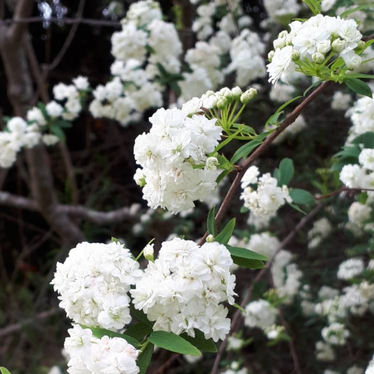 Spiraea cantoniensis 'Lanceolata', May Bush - uploaded by @truly