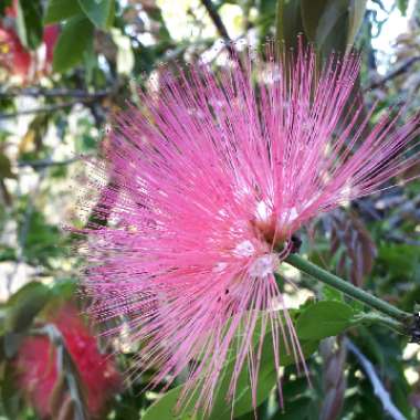 Calliandra