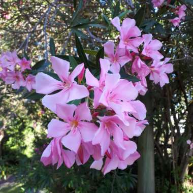 Nerium oleander