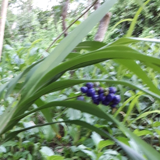 Plant image Dianella