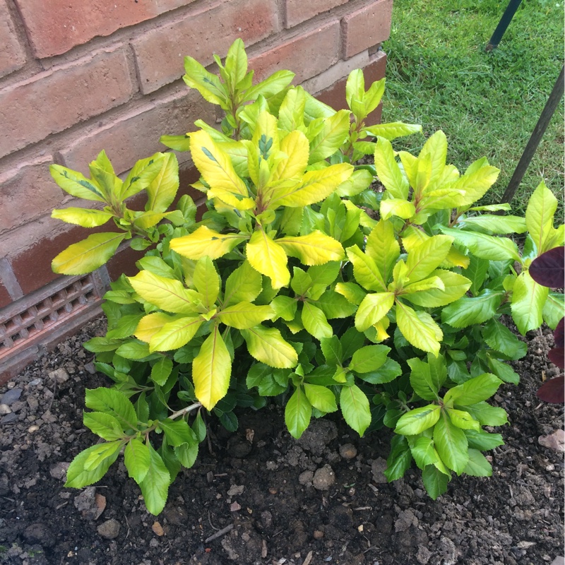 Plant image Escallonia 'Gold Ellen'