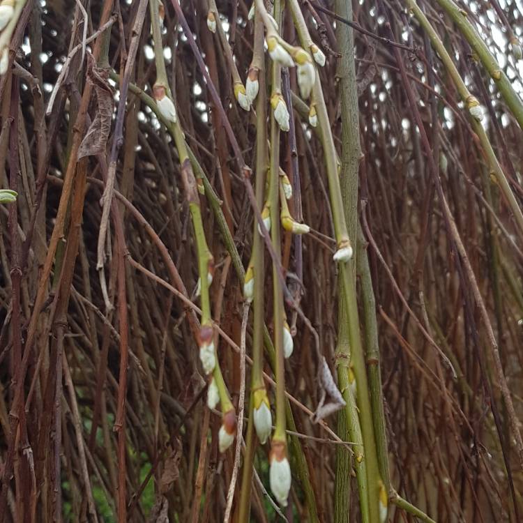 Plant image Salix cinerea subsp. oleifolia