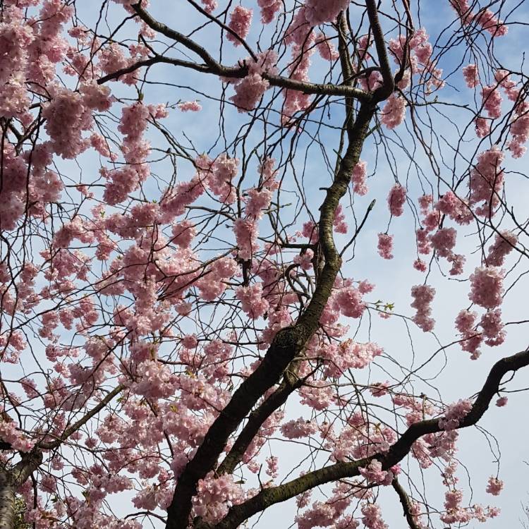 Plant image Prunus 'Accolade'