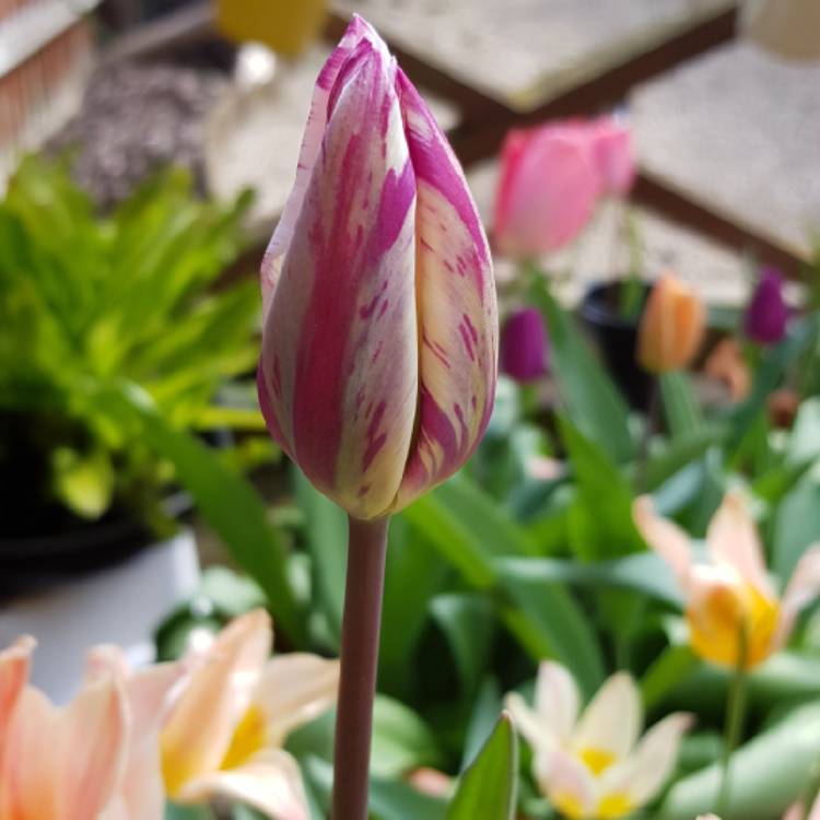 Plant image Tulipa 'Mariette'