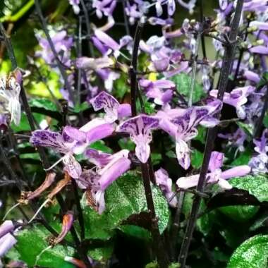 Plectranthus 'Mona Lavender'