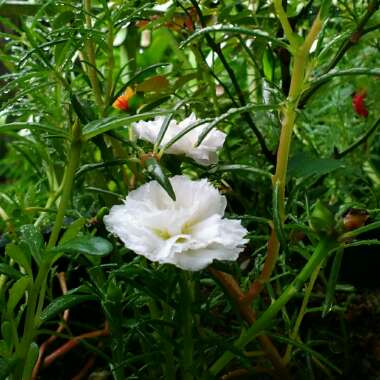 Portulaca grandiflora 'White'