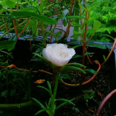 Portulaca grandiflora 'White'