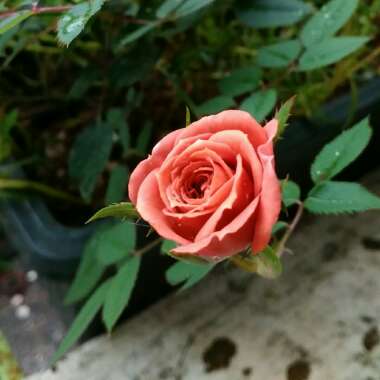 Rosa 'Brown Velvet'