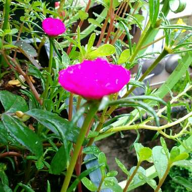 Pink Portulaca