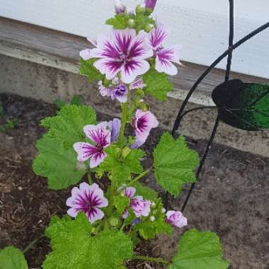 Malva Sylvestris 'Zebrina' syn. Alcea rosea 'Zebrina'