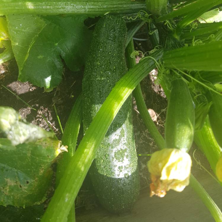 Plant image Cucurbita Pepo var. Cylindrica 'All Green Bush'