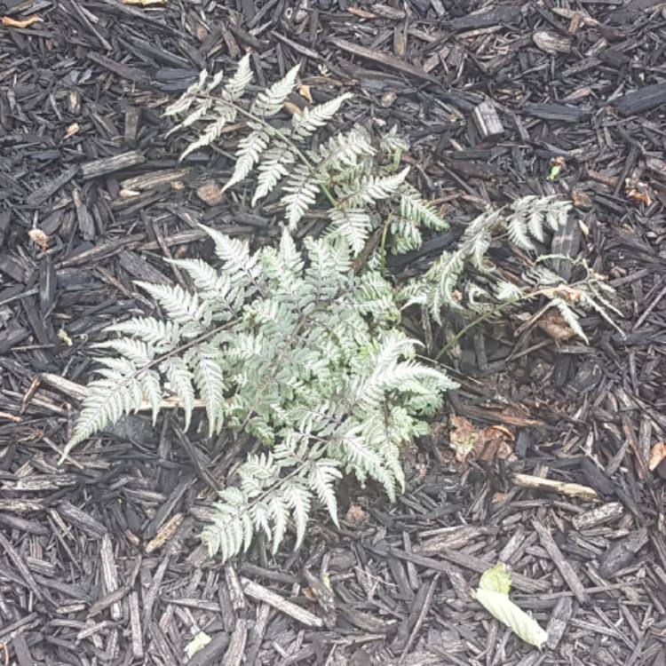 Plant image Athyrium niponicum 'Red beauty'