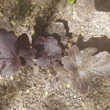 Heuchera 'Midnight Rose'