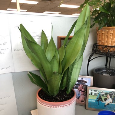 Sansevieria trifasciata 'Moonshine'