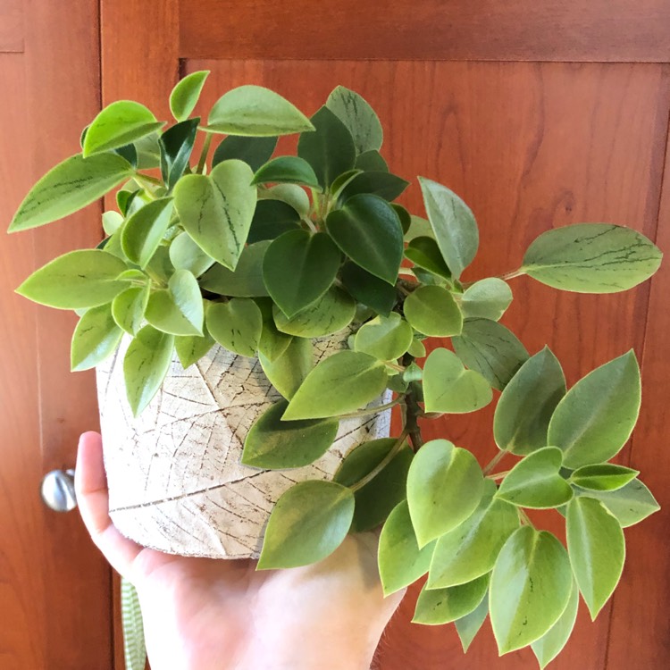 Plant image Peperomia orba 'Pixie Lime'