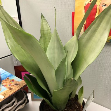 Sansevieria trifasciata 'Moonshine'