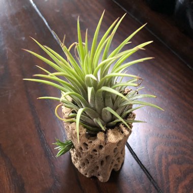 Tillandsia