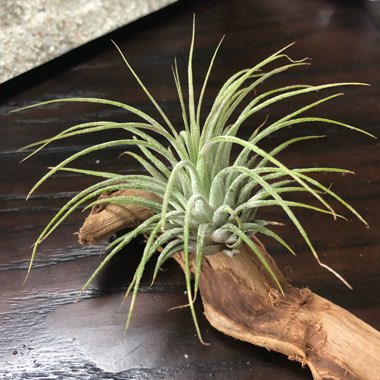 Tillandsia Ionantha 'Guatemala'