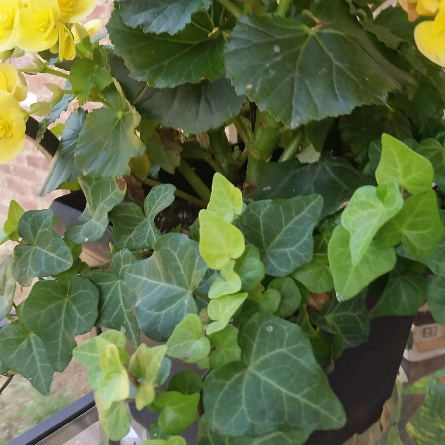 Plant image Hedera helix 'Thorndale'