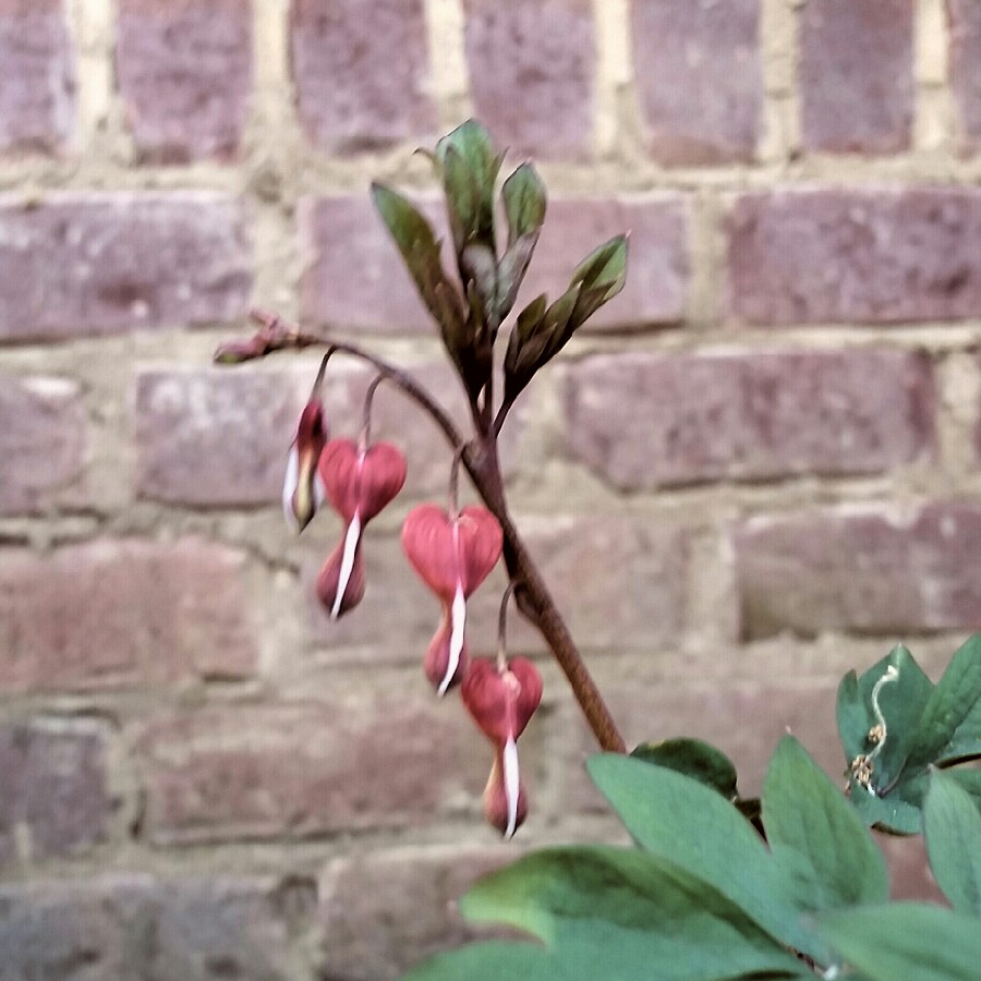 Bleeding Heart 'Valentine'