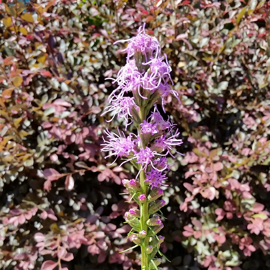 Blazing Star