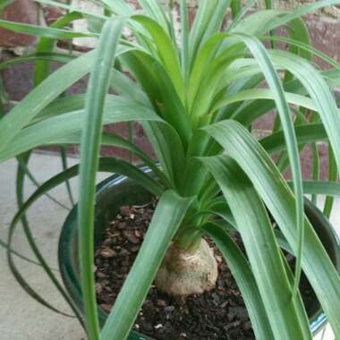 Elephant's Foot Palm