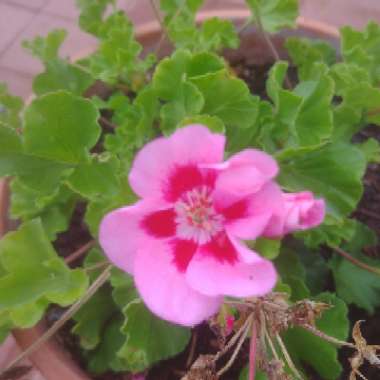 Cranesbill (Geranium)