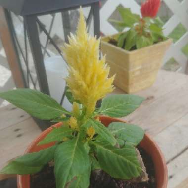 Celosia 'Yellow Flamingo'