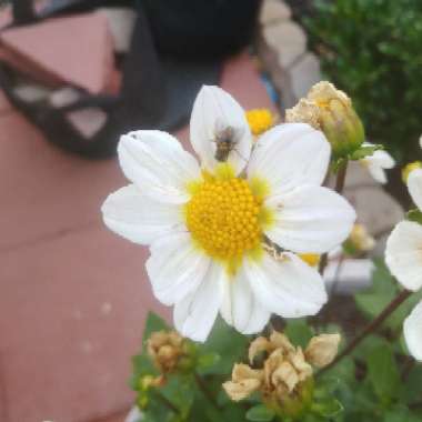 Border Dahlia